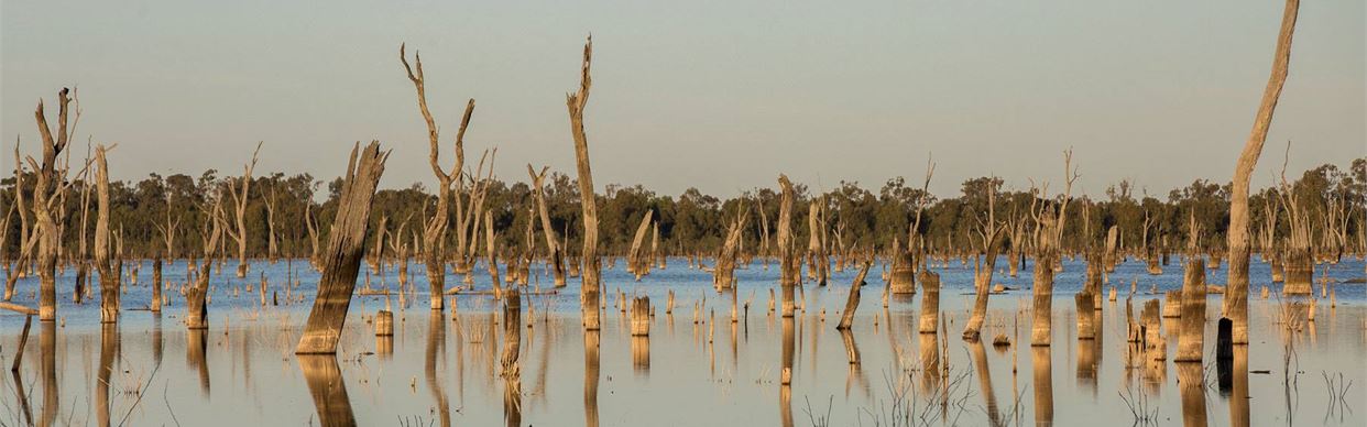 THE LAKE OF SCARS