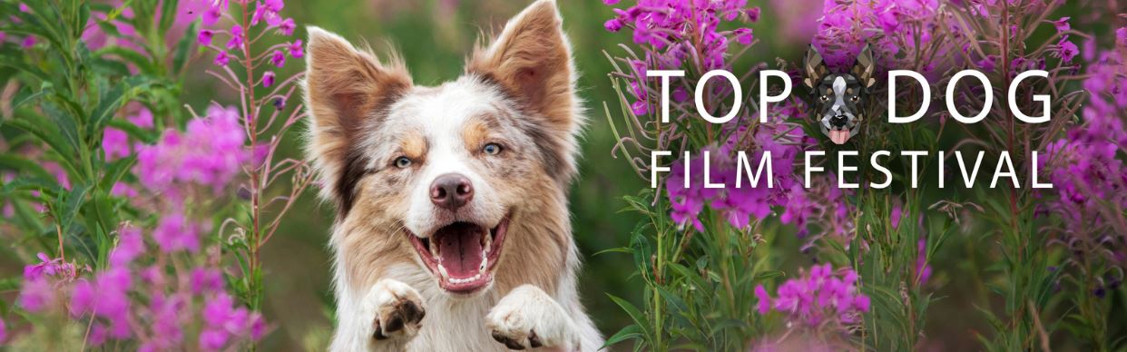 Top Dog Film Festival 2025: A Celebration of Canine Connections